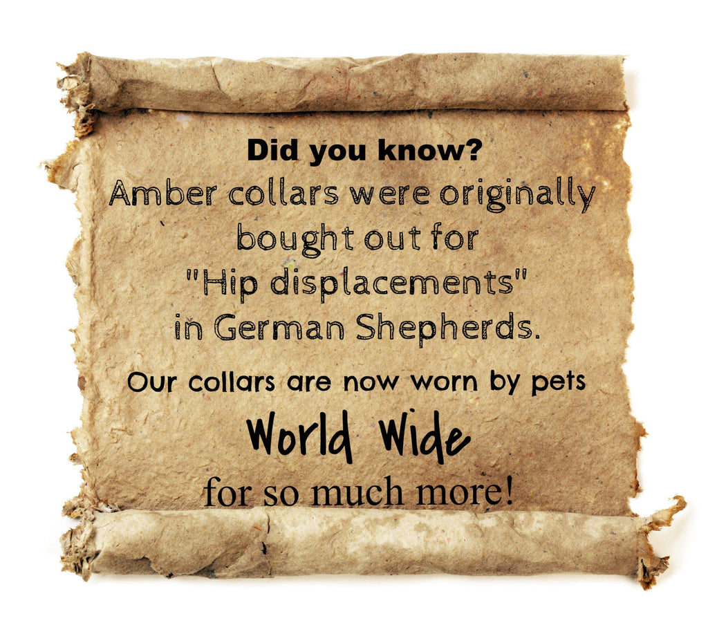 Small Dog Cherry Amber & Red Sea Coral Collar